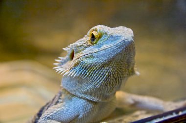 Head of Lizard clipart