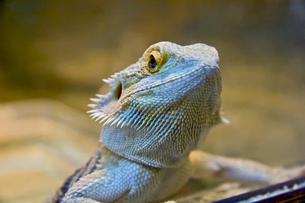 stock image Head of Lizard