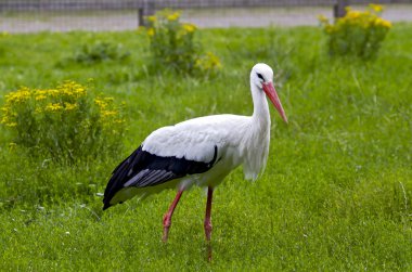 White Stork clipart