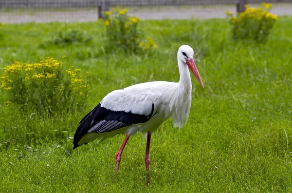 stock image White Stork