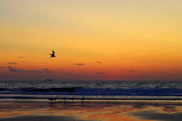 Rode colourfull strand bij zonsondergang met zeemeeuw boot en vliegtuig — Stockfoto