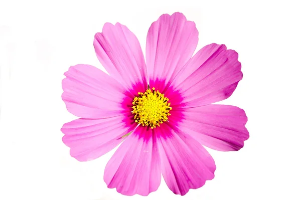 stock image Cosmos Sensation Pink flower isolated