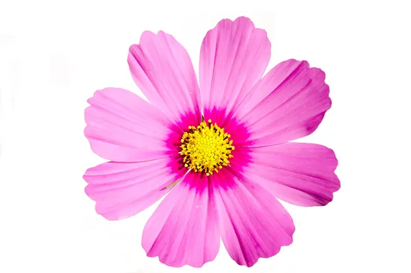 Kozmosz érzés rózsaszín virág elszigetelt Stock Fotó