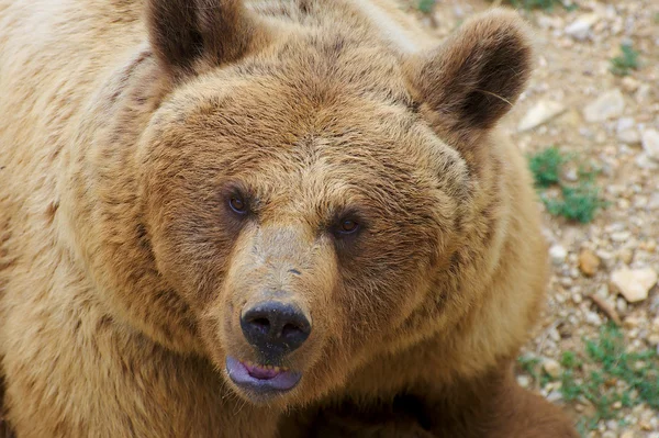 stock image Angry Brown Bear Portrait