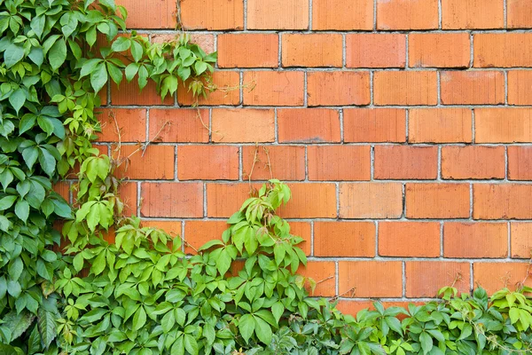 Tuğla duvar ve Ivy — Stok fotoğraf