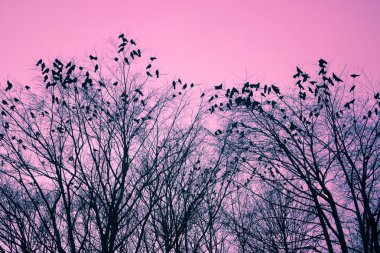 Birds and trees clipart