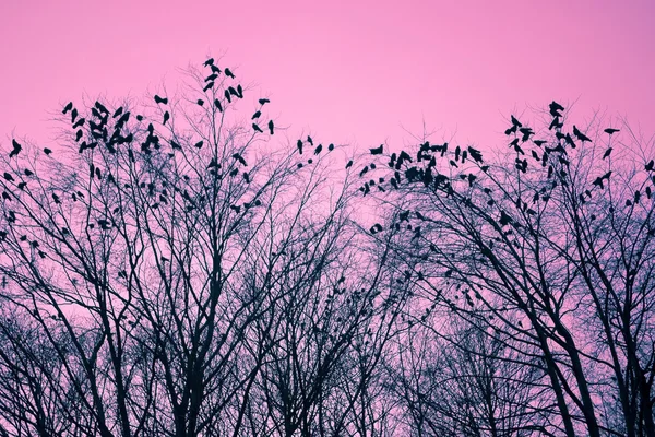 Aves y árboles — Foto de Stock