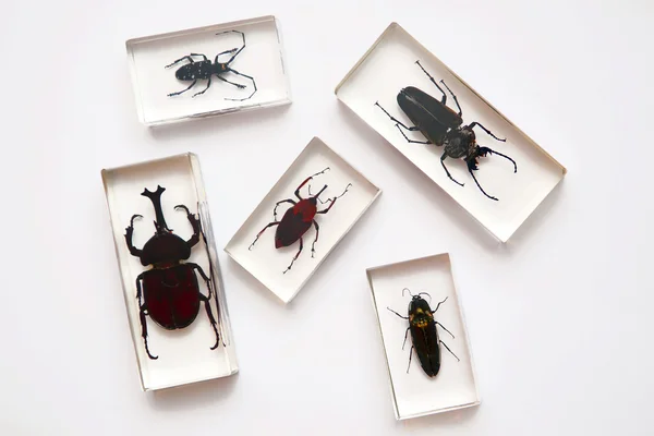 Insectos —  Fotos de Stock