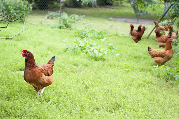 Hühner draußen — Stockfoto