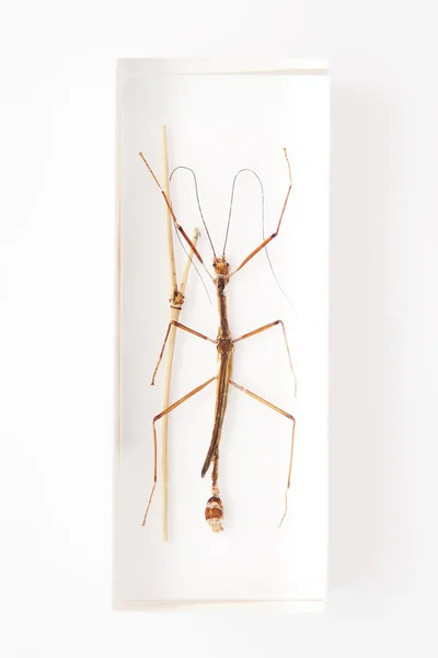 Stick insect — Stock Photo, Image
