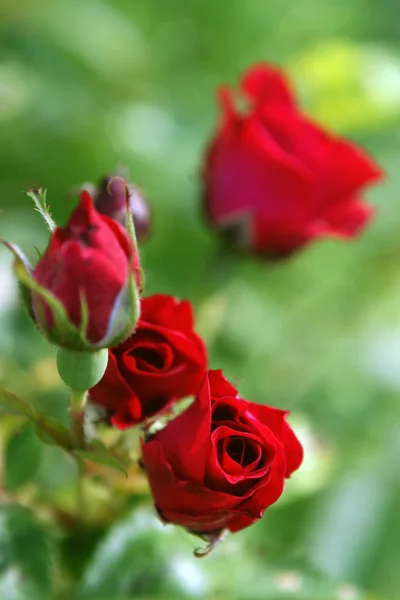 Eine rote Rose. — Stockfoto