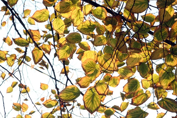Les feuilles sont jaunes . — Photo