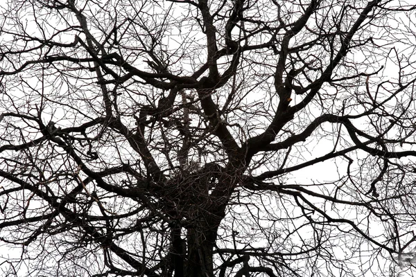 Branches de l'arbre . — Photo