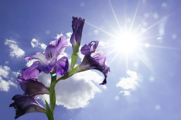 Di bawah matahari gladiolus . — Stok Foto