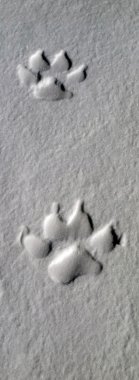 Wolf tracks clipart