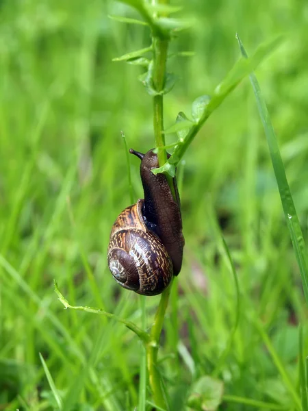 Snail on the flower — Stock Photo, Image