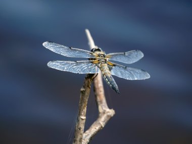 Dragonfly clipart