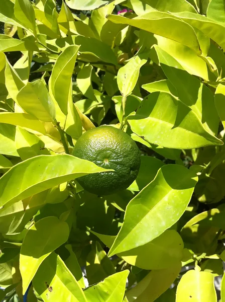 stock image Sunny lime