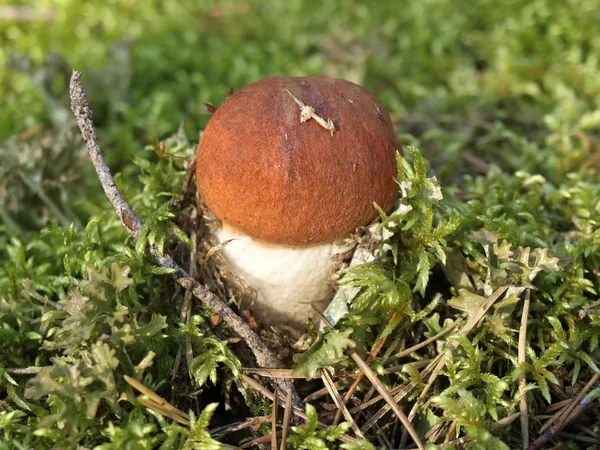 橙色帽蘑菇 — 图库照片