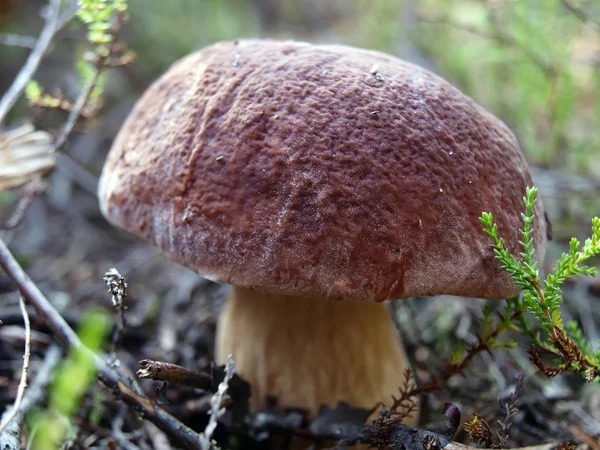 大蘑菇 — 图库照片