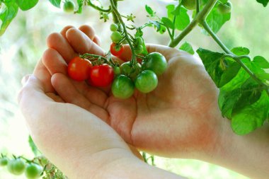 Tiny Tomatoes Turning Orange clipart