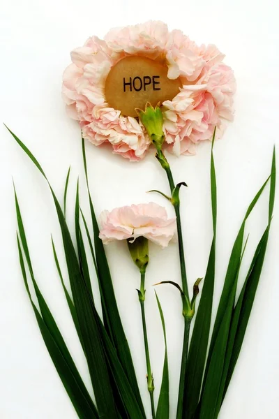 Pink Hope Carnations — Stock Photo, Image