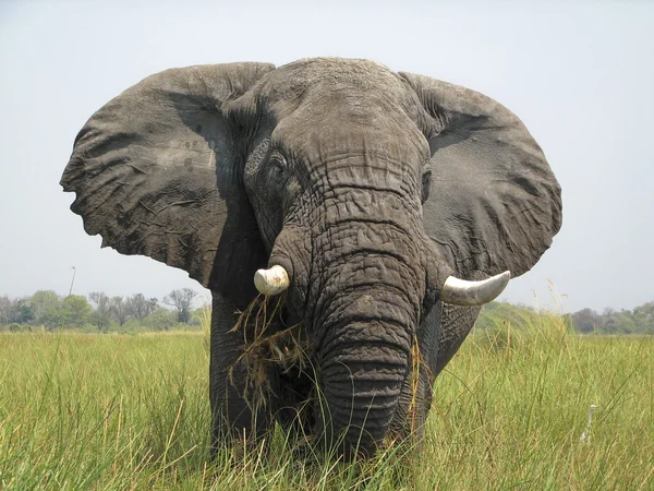 Elefante del delta del Okavango — Foto de Stock