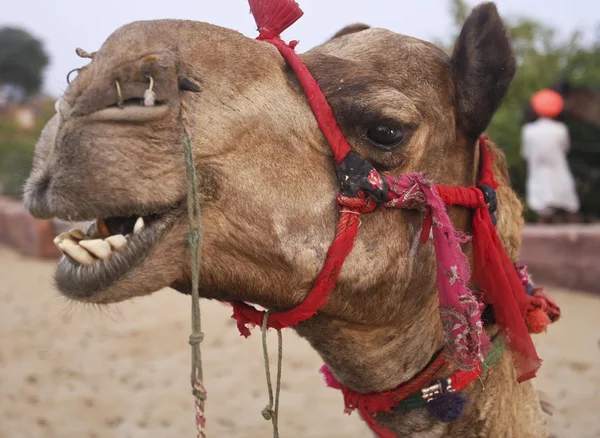 Camel in desert Oasis India — Stock Photo, Image