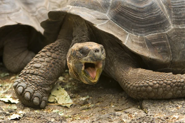 Giant Galapagos tortoise — Stock Photo, Image