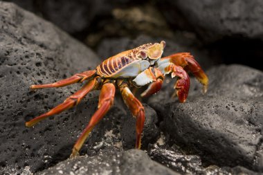 Sally lightfoot Yengeç galapagos Adaları