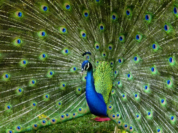 Peacock s peřím ven — Stock fotografie