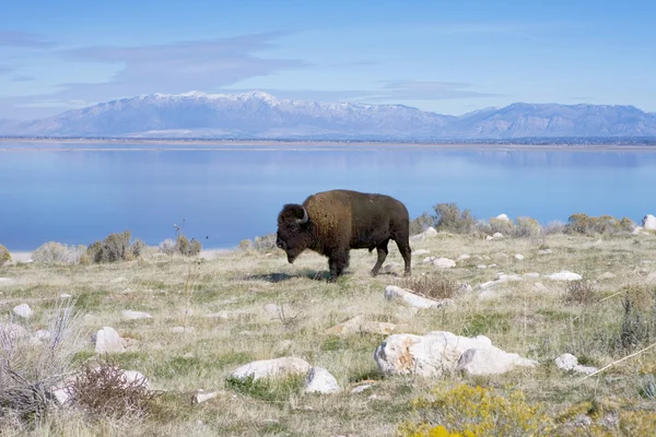 Buffalo in antelope eiland staat park — Stockfoto
