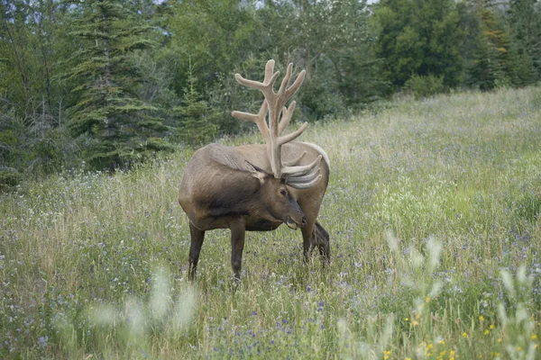 Elk scratching — Stock Photo, Image