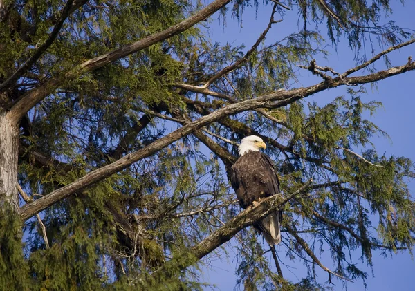 Águila en el árbol —  Fotos de Stock