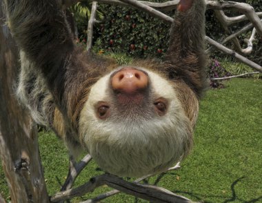 Two-Toed Sloth clipart