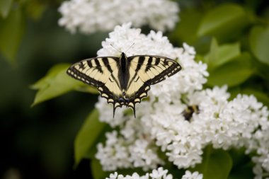 Leylak Swallowtail kelebek