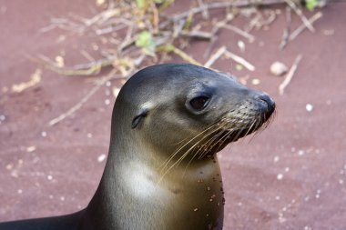 galapagos Adaları'nda sealion