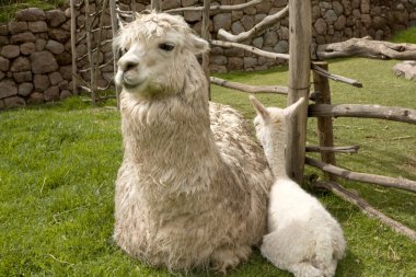 Alpaca baby and mother clipart