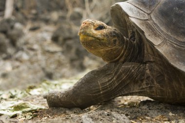 galapagos dev kaplumbağa