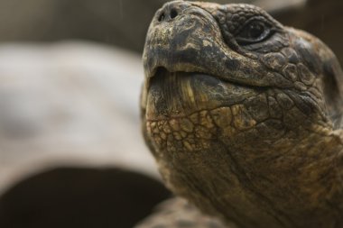 galapagos kaplumbağa ağız yakın çekim