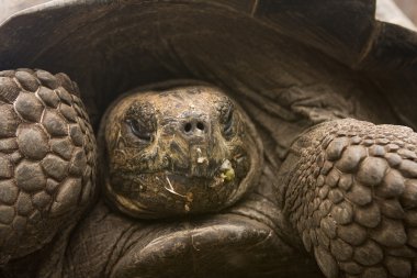 galapagos dev kaplumbağa