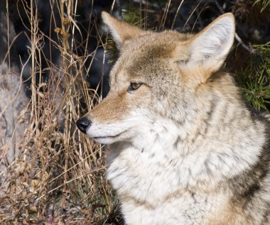 Coyote hunting for a mouse in Yellowstone National Park clipart