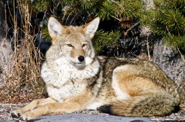 Coyote resting after hunting for a mouse clipart