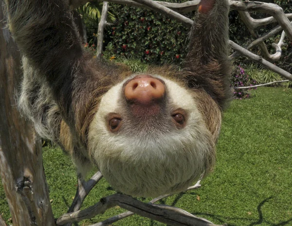 Two-Toed Sloth — Stock Photo, Image