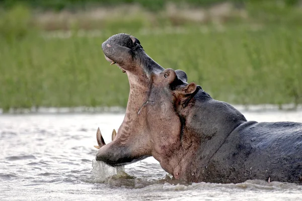 Mund des Flusspferdes Rufiji offen — Stockfoto