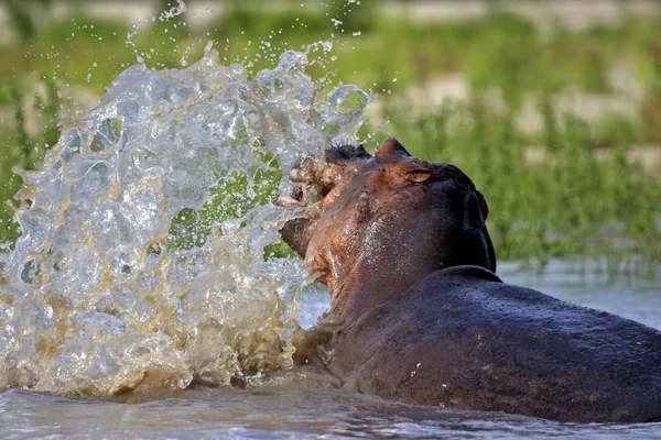 Rzeka Rufidżi hipopotam co duży splash — Zdjęcie stockowe