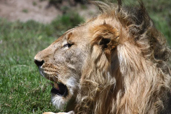 Лев в Серенгети — стоковое фото