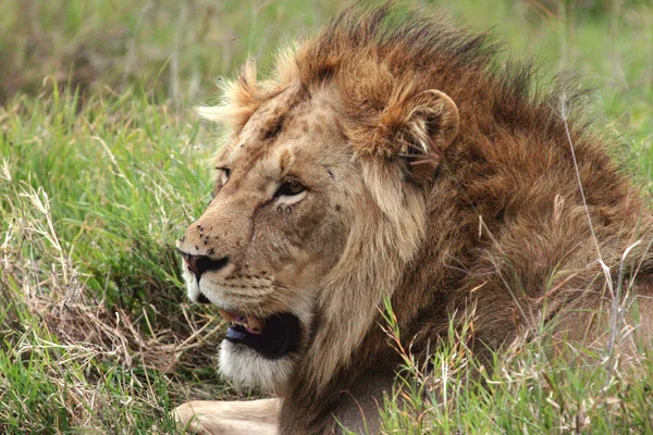 Leão no Serengeti — Fotografia de Stock