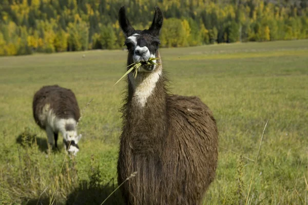 Two Llamas in a field — Stock Photo, Image