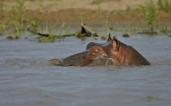 Бегемот в річці Rufiji — стокове фото